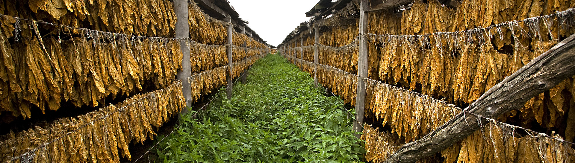 background of tabacco fields for cigars